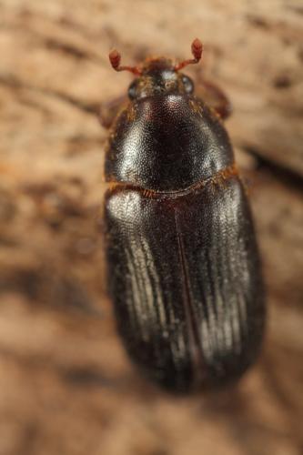 Dermestes bicolor